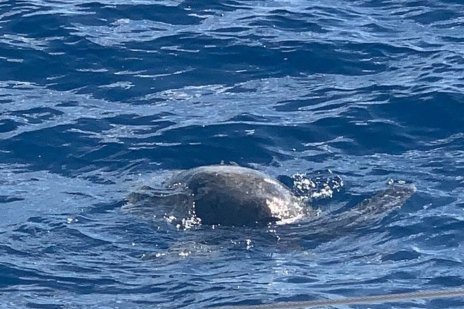 Oahu Small Group Snorkel Tour with Yacht Cruise - Why Six People Makes Such a Difference
