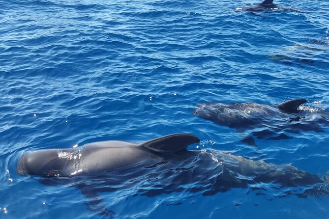 Ocean Pack Tenerife Jet Ski and Yacht Whale Watching - What the $156.07 price really covers