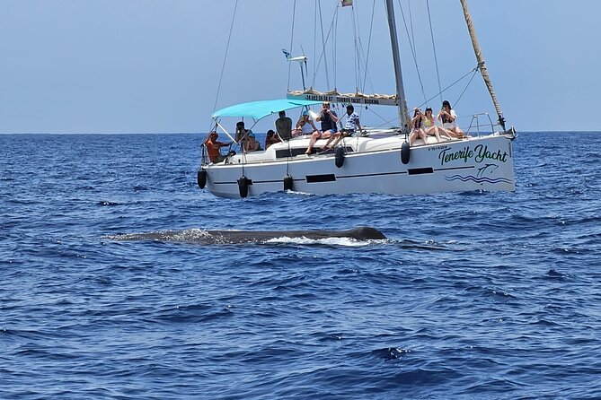Ocean Pack Tenerife Jet Ski and Yacht Whale Watching - Timing, weather, and cancellation details