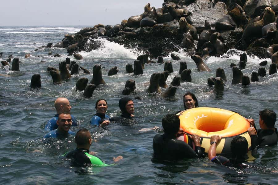 Palomino Islands Yacht Tour and swim alongside the sea lions - Key points at a glance