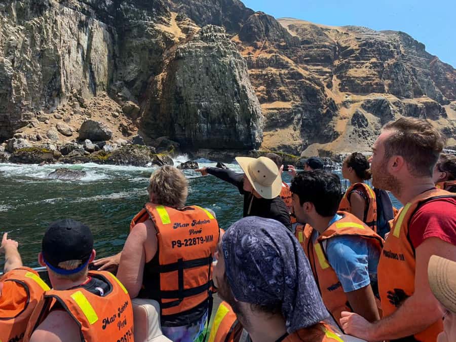 Palomino Islands Yacht Tour and swim alongside the sea lions - Swimming near thousands of sea lions