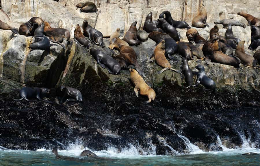 Palomino Islands Yacht Tour and swim alongside the sea lions - The honest trade-offs: cold water, strong smells, and weather