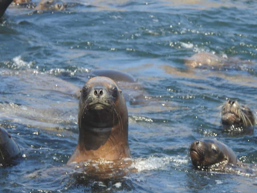 Palomino Islands Yacht Tour and swim alongside the sea lions - From your Lima hotel to Plaza Grau in Callao