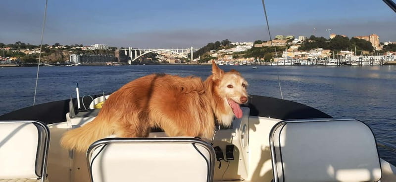 Porto: Private Yacht Tour on Douro River - up to 12 people - What the private format adds