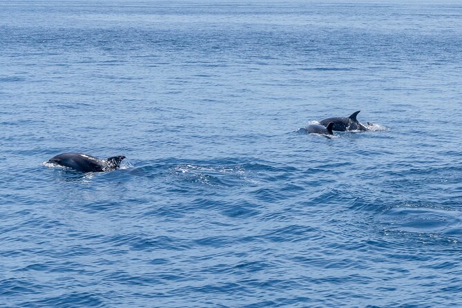 Private Coastline and Dolphins Yacht Cruise from Albufeira - Alfanzina Lighthouse and the Coastal Chapel