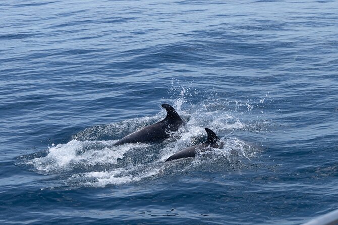 Private Coastline and Dolphins Yacht Cruise from Albufeira - A Famous Beach Seen From Offshore