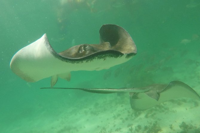 Private Fishing Tour in Yacht Playa del Carmen - Drinks, Snacks, and the Catch