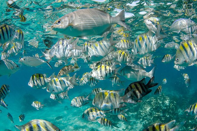 Private Yacht 48 ft Sting Ray City, Snorkel & Starfish Beach - Mangroves, Rum Point, and the value of choosing