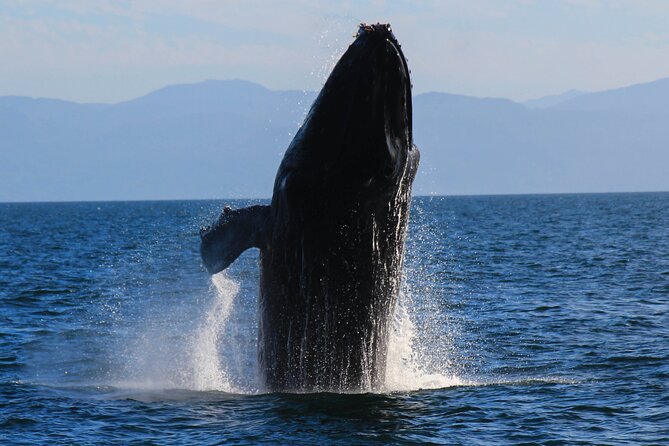 Private Yacht Charter on ChicaFun 1 Waterslides all inclusive - Whale watching and a fresh catch
