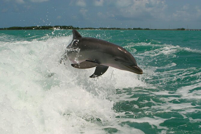 Private Yacht Cruise to Dolphin House with Lunch : Hurghada - Two snorkeling stops among coral and fish