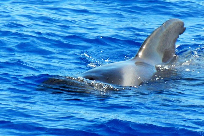 Private Yacht Excursion from Puerto Colon 3 hours - Watching for Whales Near Tenerife