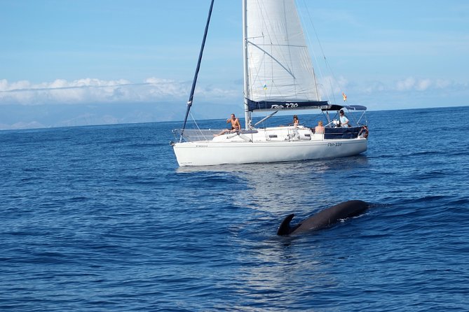 Private Yacht Tour With Whale and Dolphin Watching 33 Foot Boat - Meeting your captain at Puerto Colón