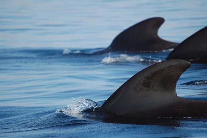 Private Yacht Tour With Whale and Dolphin Watching 33 Foot Boat - Food, drinks, and the private-boat advantage