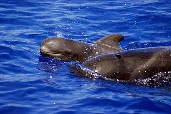 Private Yacht Tour With Whale and Dolphin Watching 33 Foot Boat - Is $594.75 good value?