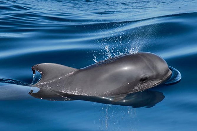 Private Yacht Tour With Whale and Dolphin Watching 42 Foot Boat - Champagne, snacks, and the open bar