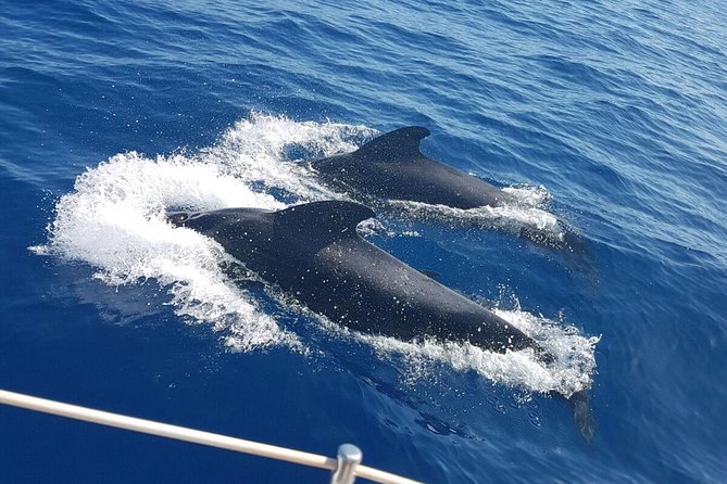 Private Yacht Tour With Whale and Dolphin Watching 42 Foot Boat - The skipper makes the difference