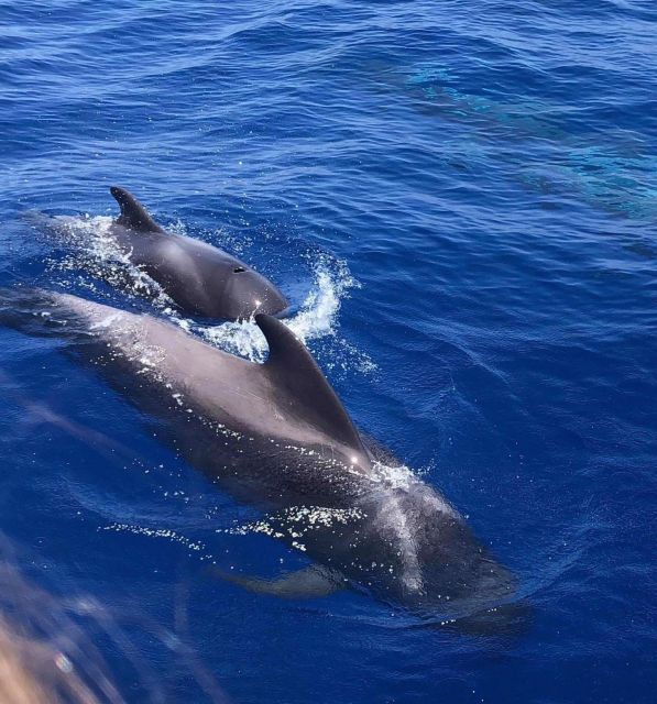 Puerto Colon: Whale and Dolphin Watching Yacht Trip - The Costa Adeje cruise and coastal views