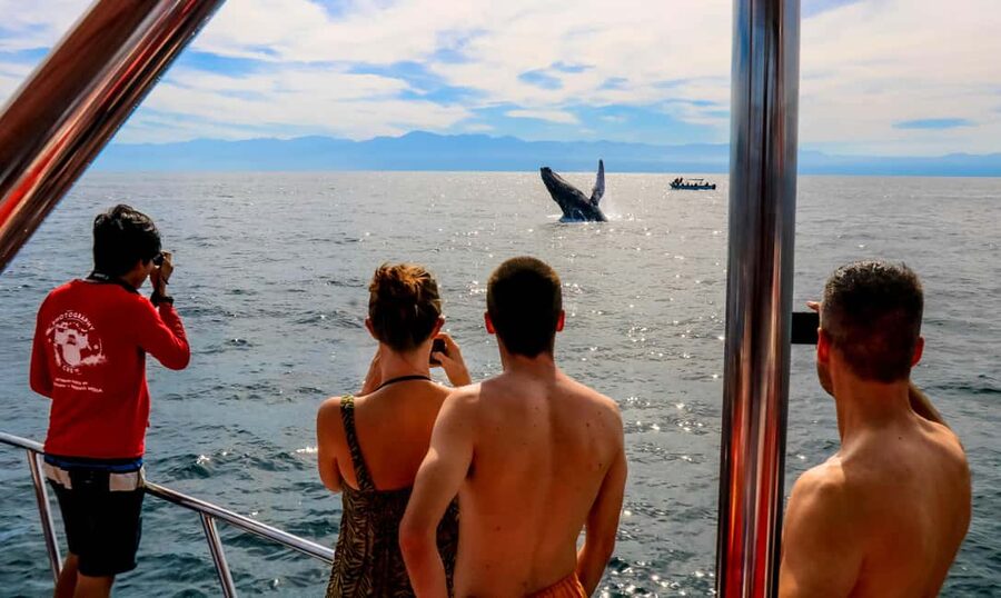 Puerto Vallarta: Mega Yacht Whale Watching Sunset Cruise - Key points to know before booking