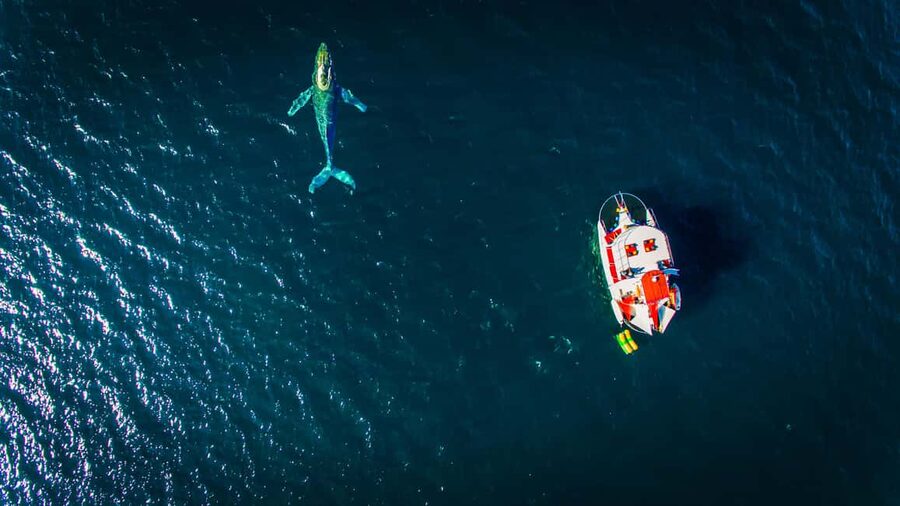 Puerto Vallarta: Mega Yacht Whale Watching Sunset Cruise - Guacamole, chips, ceviche, and the open bar