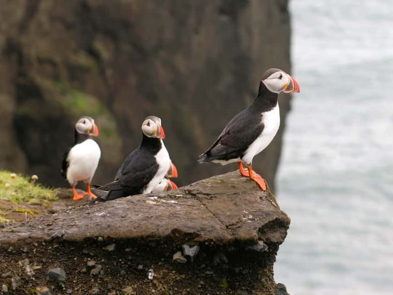 Puffin Watching Yacht Cruise from Downtown Reykjavík - Key points to know before booking