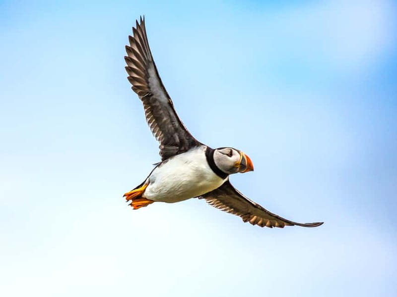 Puffin Watching Yacht Cruise from Downtown Reykjavík - Leaving Reykjavík’s Old Harbour