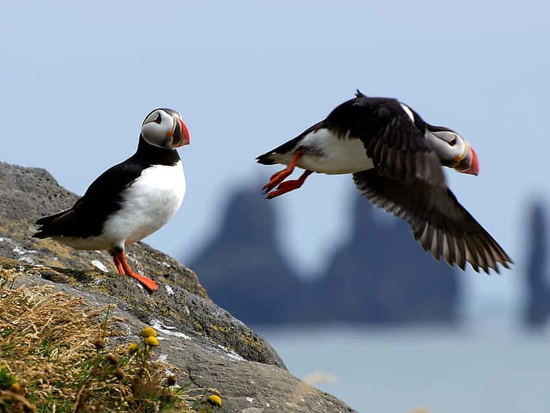 Puffin Watching Yacht Cruise from Downtown Reykjavík - Engey, Lundey, and Viðey