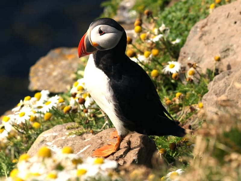 Puffin Watching Yacht Cruise from Downtown Reykjavík - What puffin watching is really like