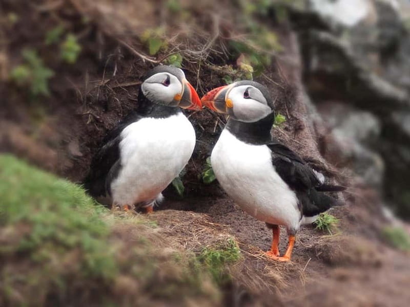 Puffin Watching Yacht Cruise from Downtown Reykjavík - Small-group sailing versus a crowded boat