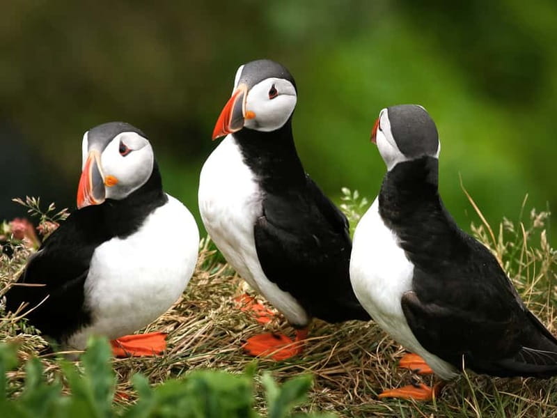 Puffin Watching Yacht Cruise from Downtown Reykjavík - The one-hour route around Faxaflói Bay