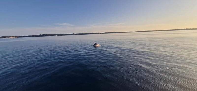 Pula: Half or Full day boat tour on yacht with skipper - Big-game fishing and what to clarify