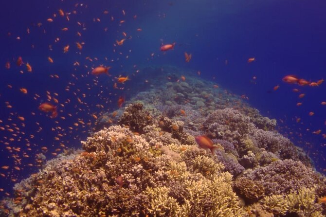 Ras Mohamed Full Day White Island on a yacht Sharm-el-Sheikh - Who will enjoy this yacht trip most