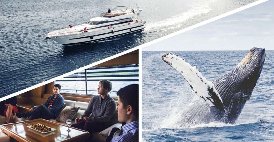 Reykjavik: Whale Watching and Dolphin Watching Yacht Cruise - Key points to know before you book