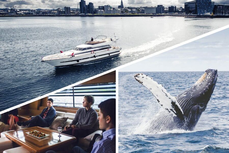 Reykjavik: Whale Watching and Dolphin Watching Yacht Cruise - Small details that make the day easier