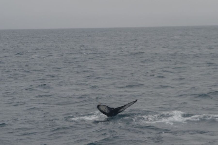 Reykjavik: Whale Watching and Dolphin Watching Yacht Cruise - The whales, dolphins, seals, and porpoises you might see