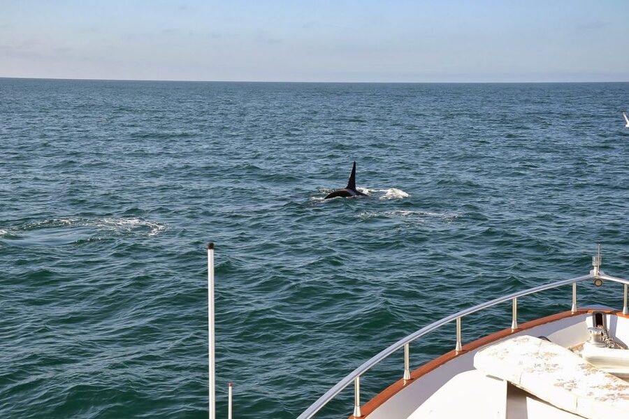 Reykjavik: Whale Watching and Dolphin Watching Yacht Cruise - Summer puffins and the bird life of Faxafloi Bay