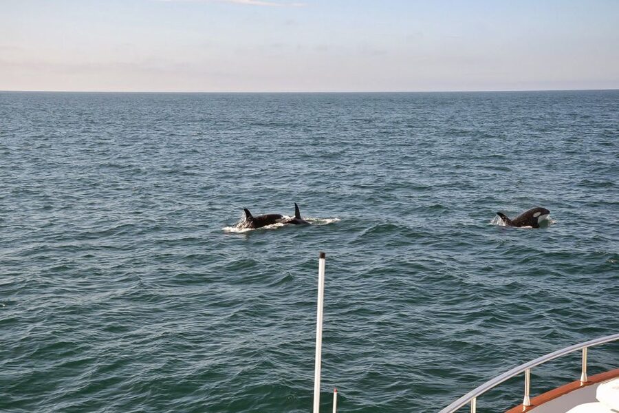 Reykjavik: Whale Watching and Dolphin Watching Yacht Cruise - Is $106 good value for three hours?