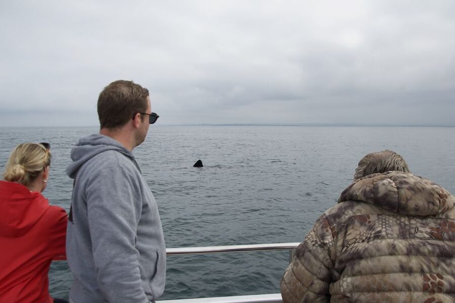 Reykjavik: Whale Watching and Dolphin Watching Yacht Cruise - The best season for this yacht cruise