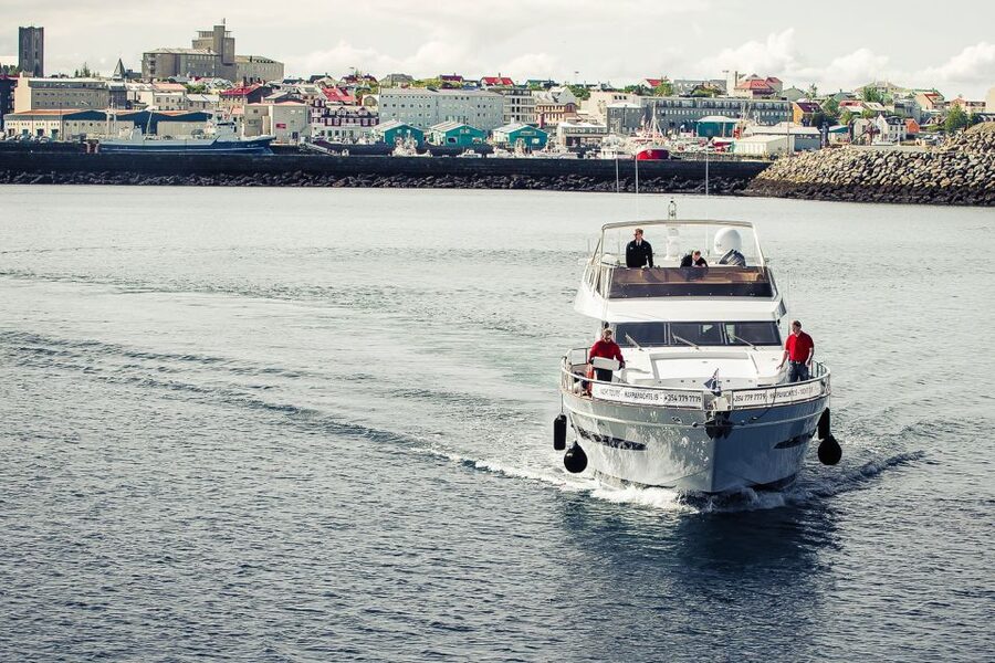 Reykjavik: Whale Watching and Dolphin Watching Yacht Cruise - How the three-hour wildlife search works