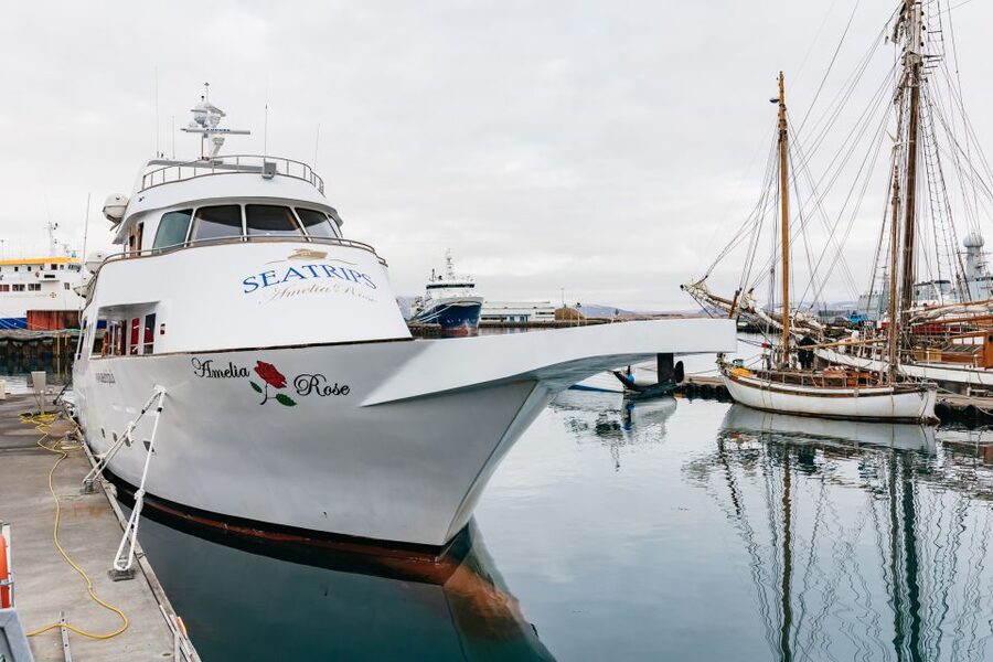Reykjavík: Whale Watching Cruise on the Amelia Rose Yacht - Key points before you book
