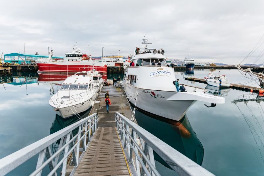 Reykjavík: Whale Watching Cruise on the Amelia Rose Yacht - Practical packing advice for the harbor