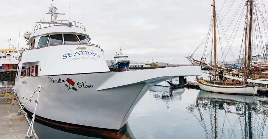 Reykjavík: Whale Watching Cruise on the Amelia Rose Yacht - Meeting the Amelia Rose at Reykjavík’s Old Harbor