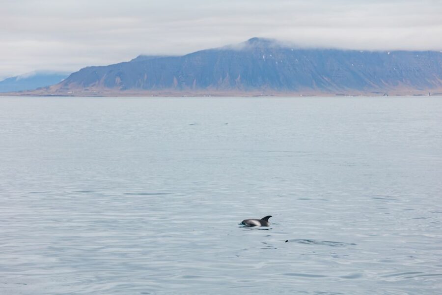 Reykjavík: Whale Watching Cruise on the Amelia Rose Yacht - Searching for humpbacks, minkes, dolphins, and porpoises