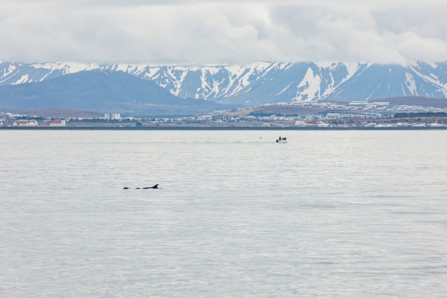 Reykjavík: Whale Watching Cruise on the Amelia Rose Yacht - Three decks, one good reason to keep moving