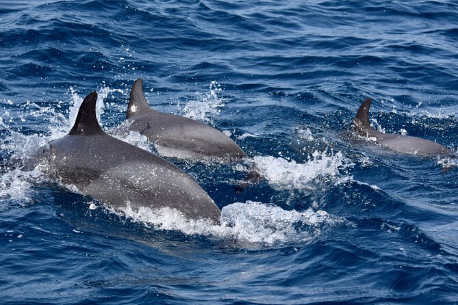 Sailing yacht half day- with Cape Verde Sailing - Wildlife watching along the Atlantic