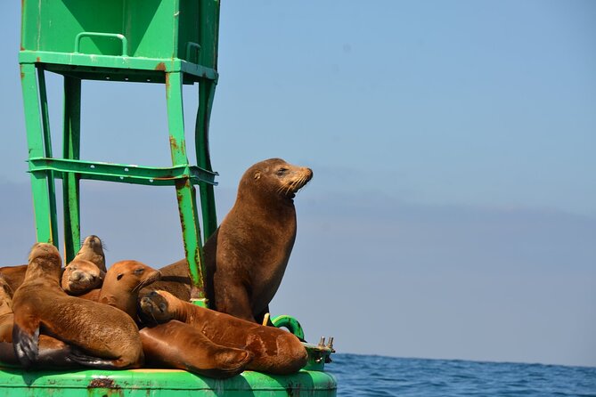 San Diego Sunset or Afternoon Sail on Classic Yacht - The Rady Shell and Convention Center Views