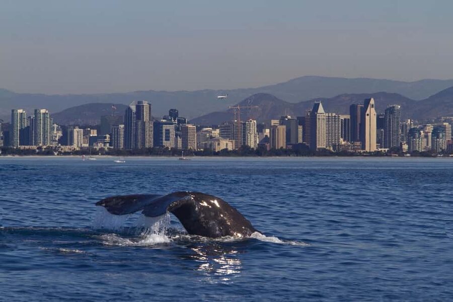 San Diego: Whale Watching Cruise on the Yacht America - Setting Out From Shelter Island