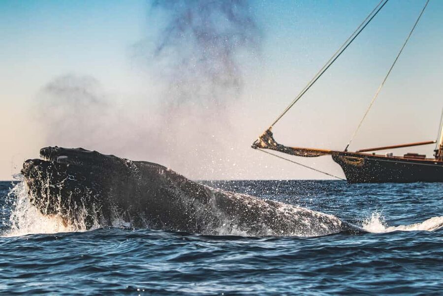 San Diego: Whale Watching Cruise on the Yacht America - The Best Months for Different Whales