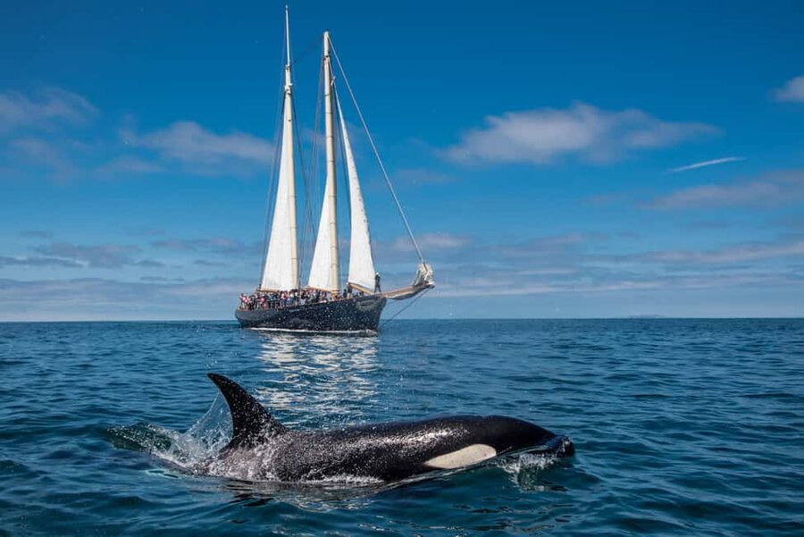San Diego: Whale Watching Cruise on the Yacht America - Four Hours of Searching San Diego’s Coast