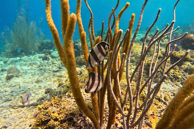 Snorkel Trip on a Catamaran Yacht All Inclusive Experience - The atmosphere: polished, social, and weather dependent