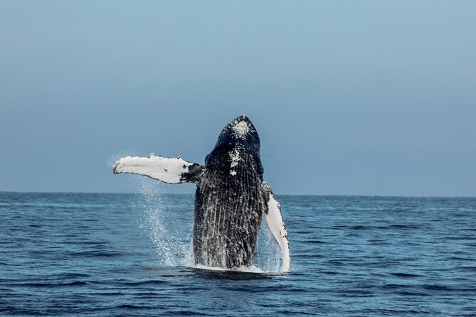 Sunsets and Whales Mega Yachts ALL INCLUSIVE: Puerto Vallarta - Who should book this experience?